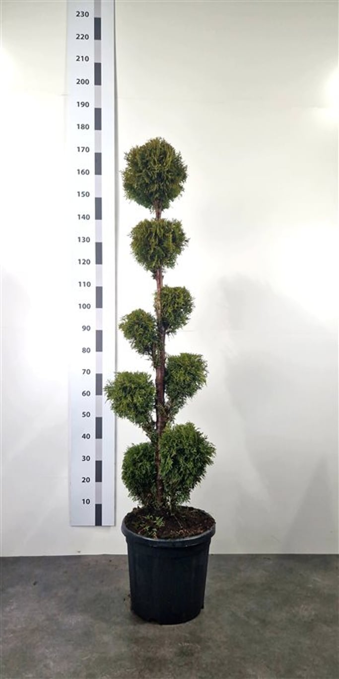 Thuja occ. 'Smaragd' - 140-160 CM PonPon Cont.